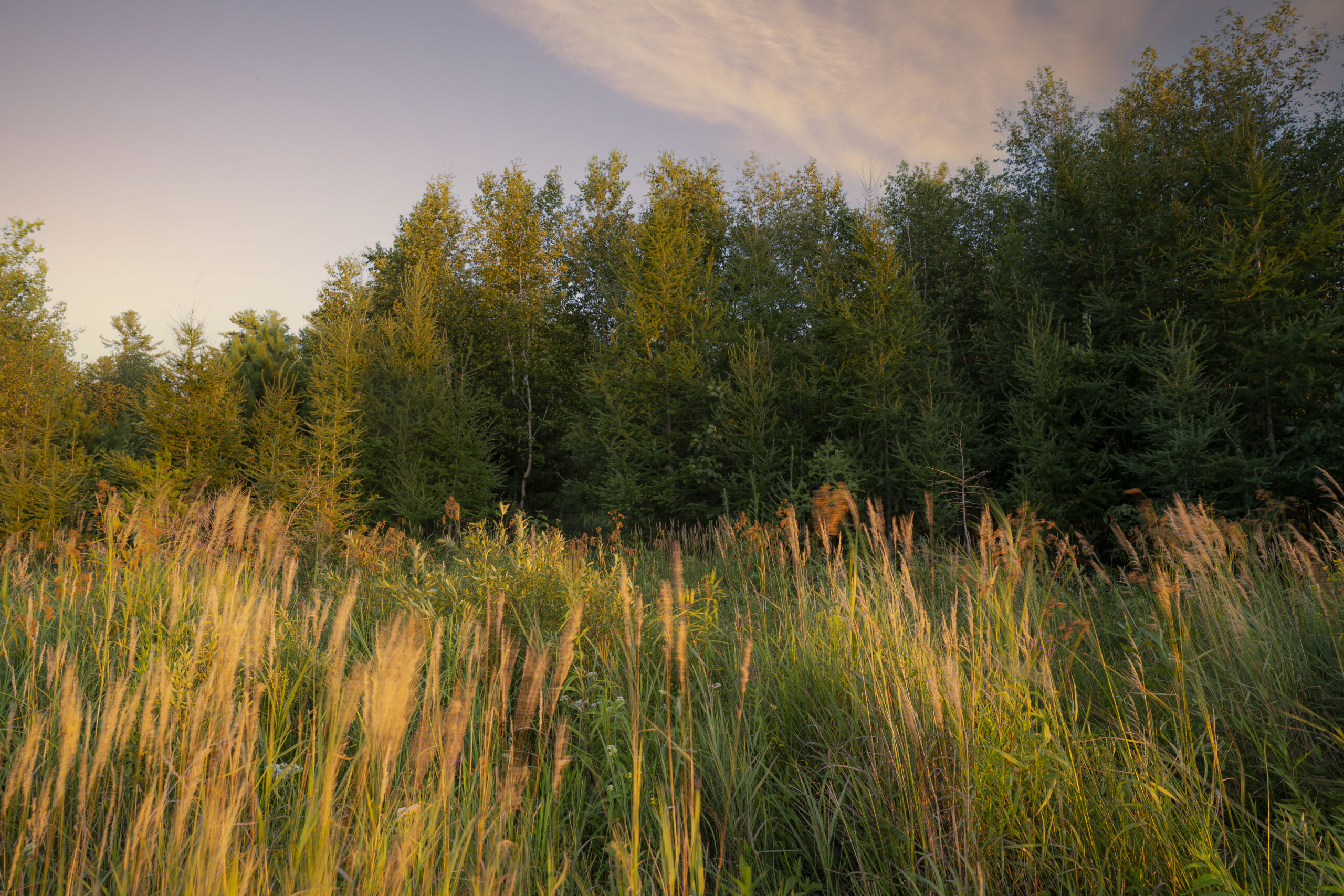 Idyllic prairie grasses and landscape at the site of the Shell Lake Cabin project.