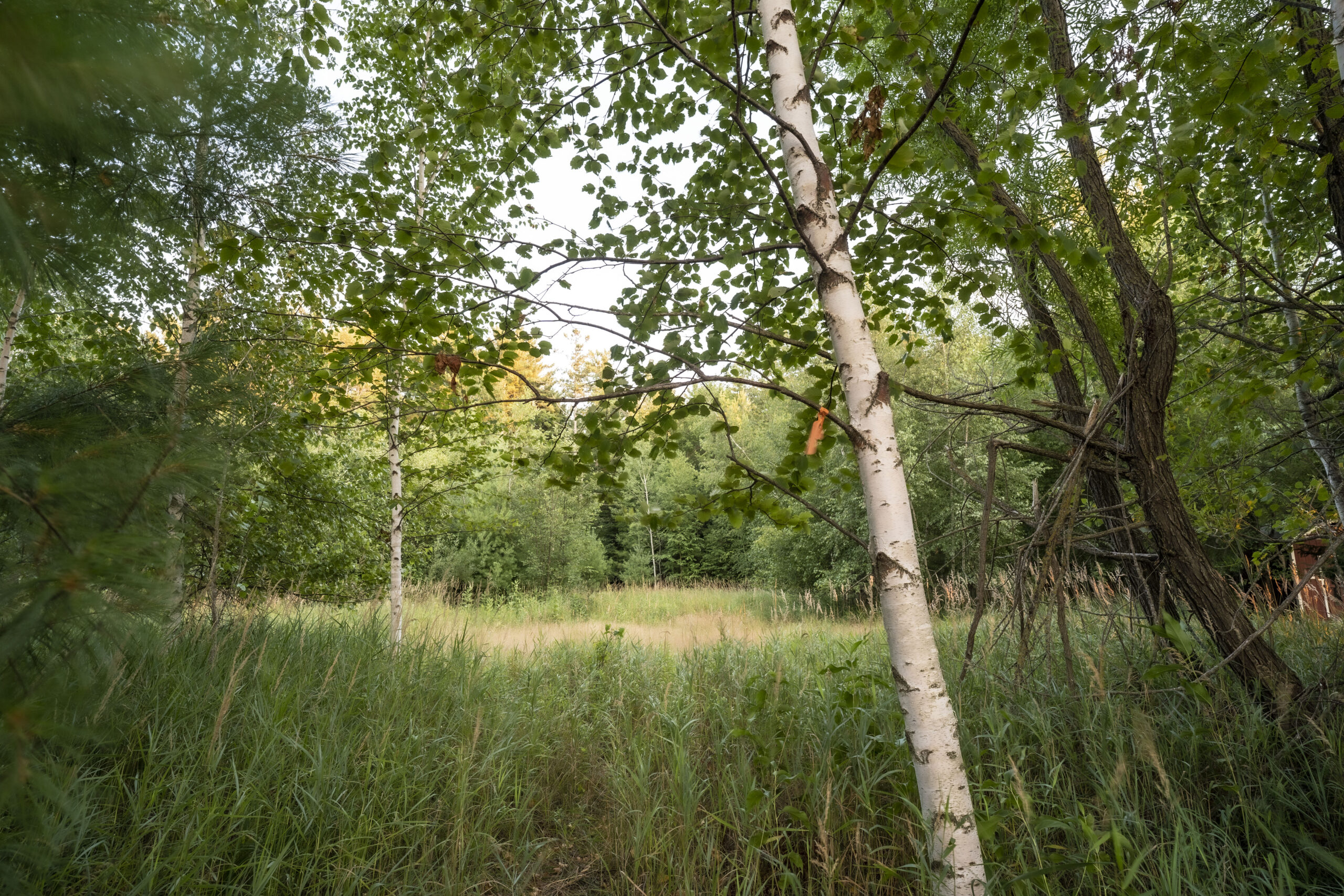Woods and trees at the site of the Shell Lake Cabin project.